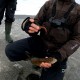 Приманки из силикона при ловле судака со льда