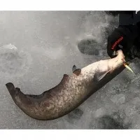 Вудка для зимової риболовлі