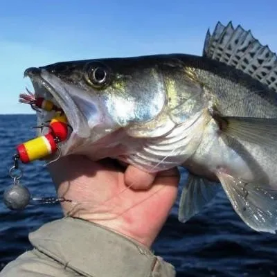 Джиг - описание, виды и способы использования Джига в рыбной ловле