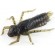 Силикон FishUP Dragonfly 1’’ #043