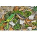 Воблер CarpZoom Jink Frog 67mm 14.0 g #2838
